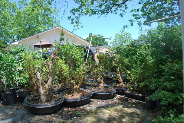 Bonsai Trees for Sale